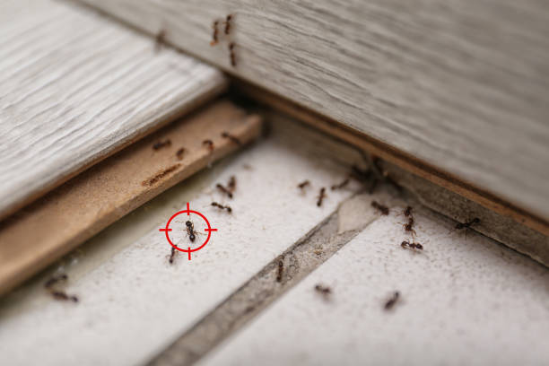 Spider Control Near Me in Topaz Ranch Estates, NV
