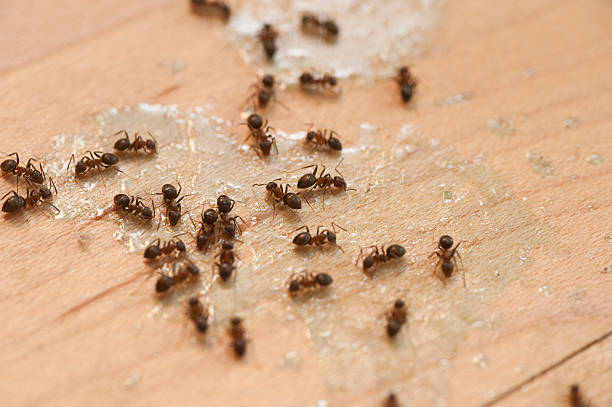 Best Cockroach Control Services  in Topaz Ranch Estates, NV